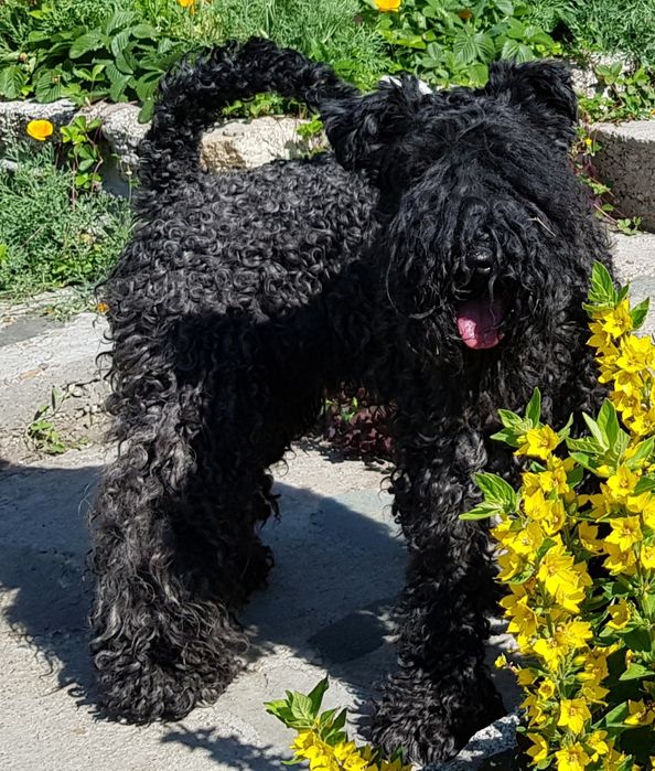 Пропала собака в районе казправды