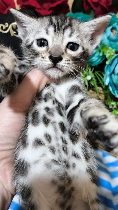 Мимишное Серебро.  Бенгалы- ДЕТКИ