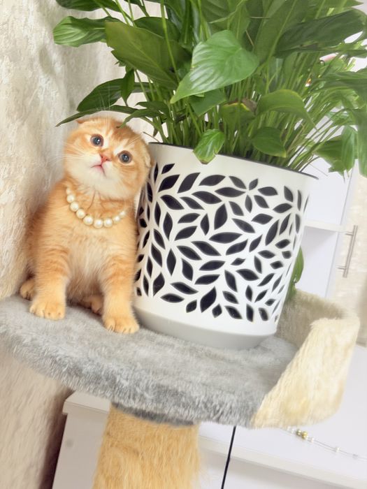 Котята чистокровные