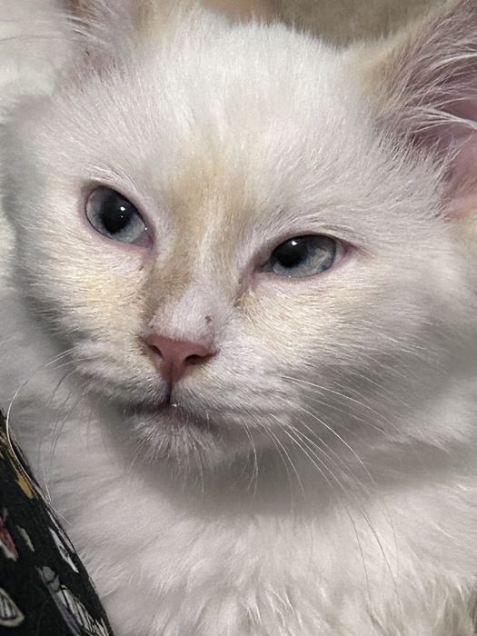 Маленький котенок даром!