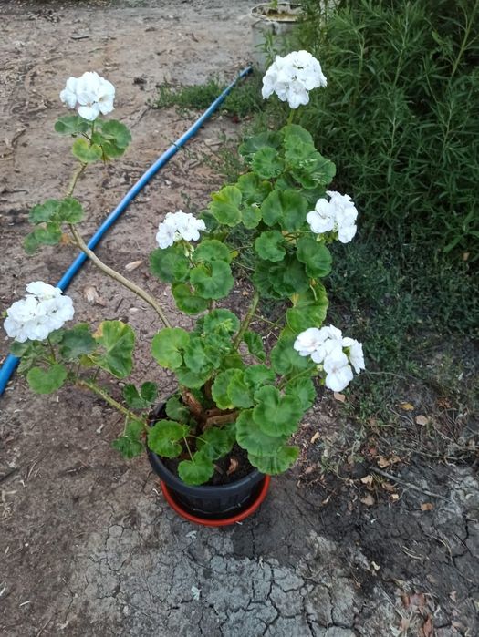 Продаю домашние цветы герань и розы