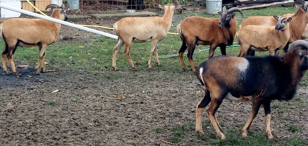 Vand oi camerun rasa pura genă tată mulfon