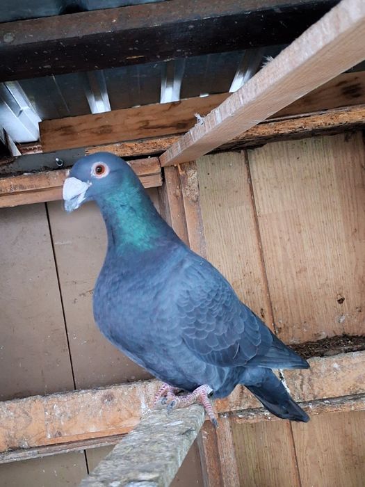 Porumbei de vanzare!