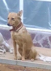 Ищем умной собачке дом