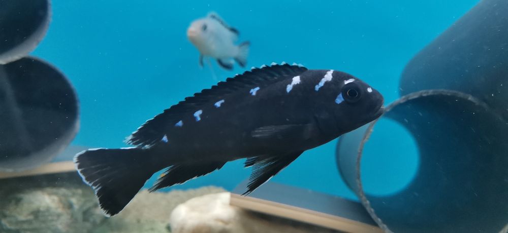 Рибки Африкански цихлиди