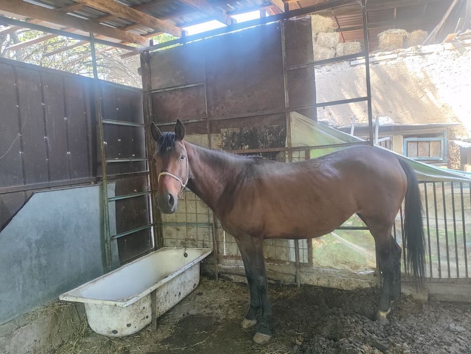 Продам Кобылу Полу кровку