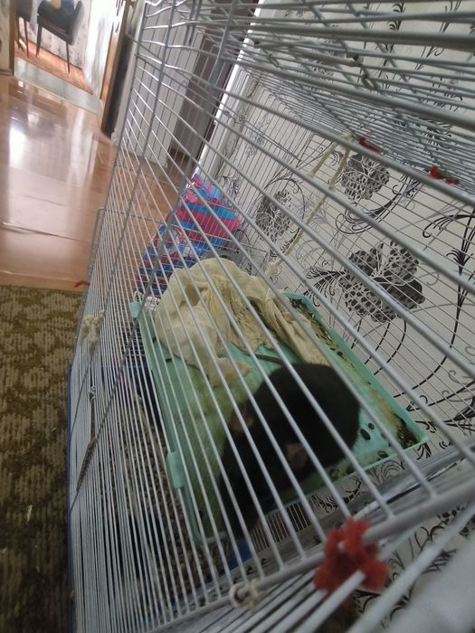 Продам 3 домашней крысы