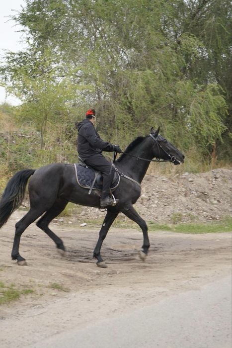 Продам Орловского рысака кобыла 3 лет