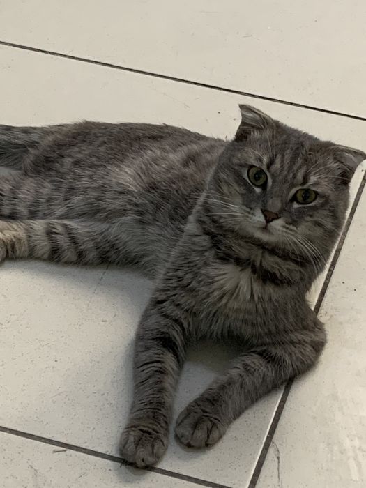 Щотланские мысық