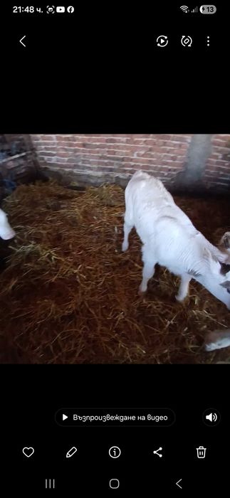 Телета Сукалчета