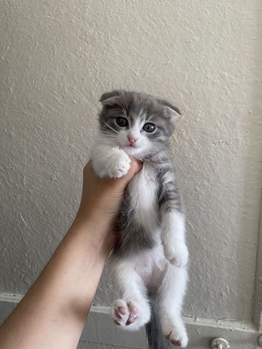 Мысық сатам бағасы 15000