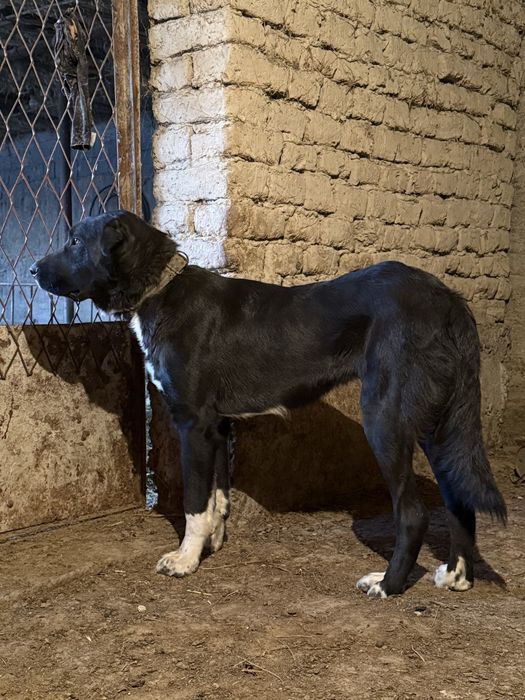 Собака алабай продает 11 ай