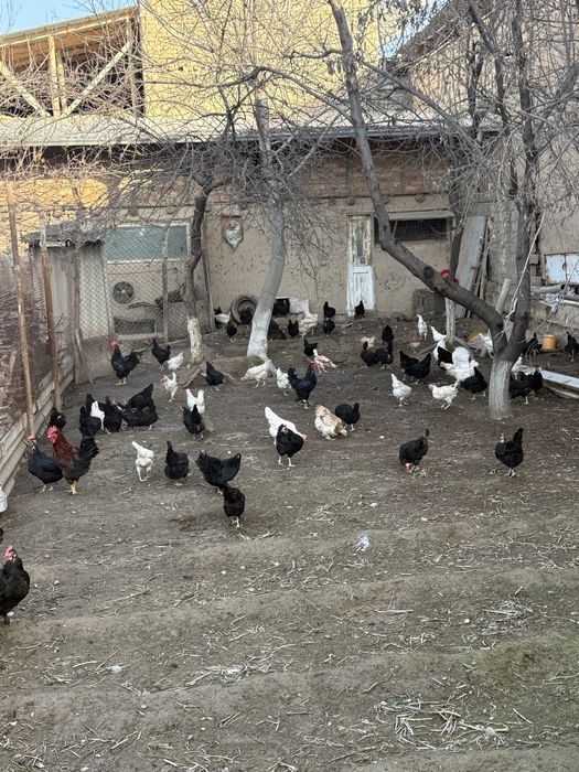 Товукла сотилади, qora tovuq