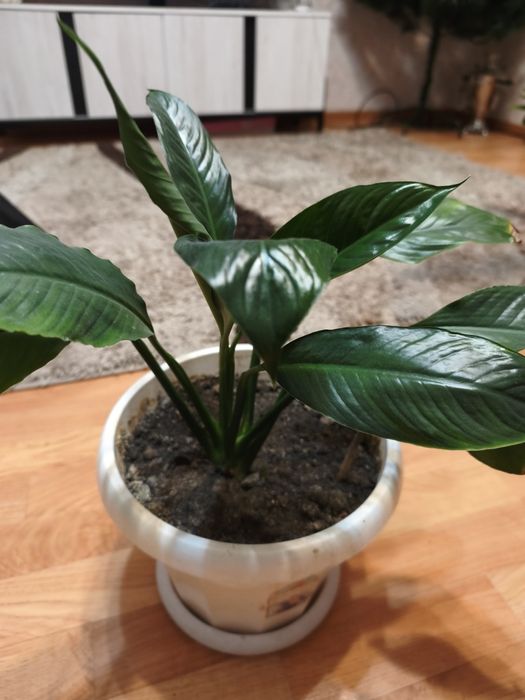 Цветок. Спатифилиум. Женское.счастье