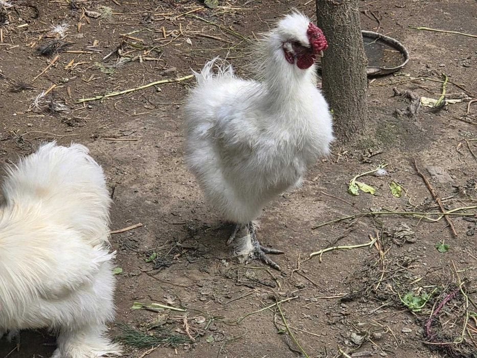 Cocosi de vanzare : Rasa Austrolop, Matase Japoneza , Araucana