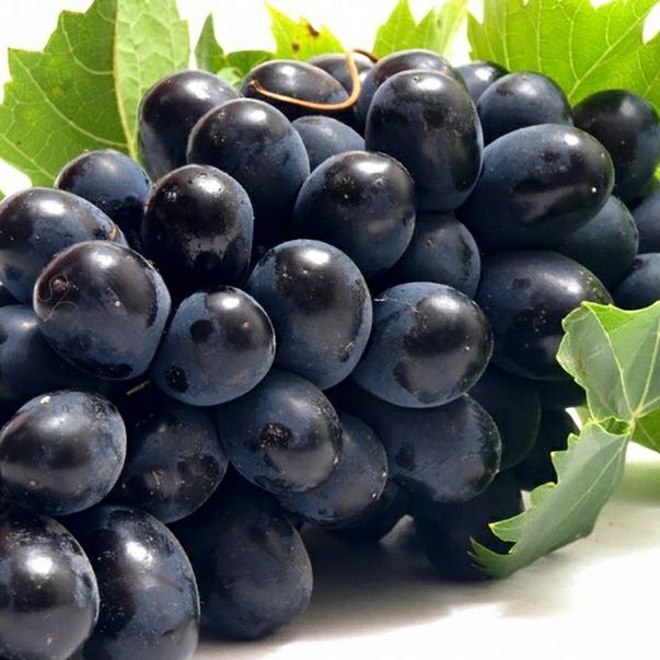 Vita de vie nobila altoita Neagra de masa  (12 soiuri)