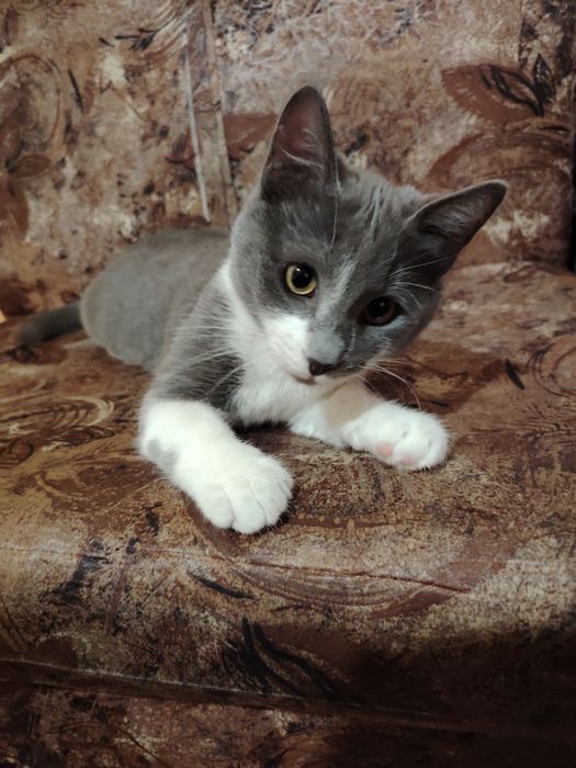 Полупородисто мъжко коте