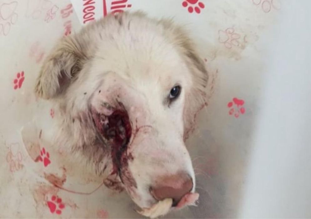 Отдам в добрые руки