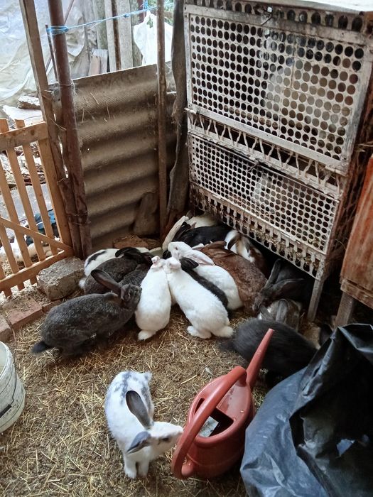 Iepuri de vânzare vîrsta de la  2-3luni 30 lei   9-10 luni   100 lei