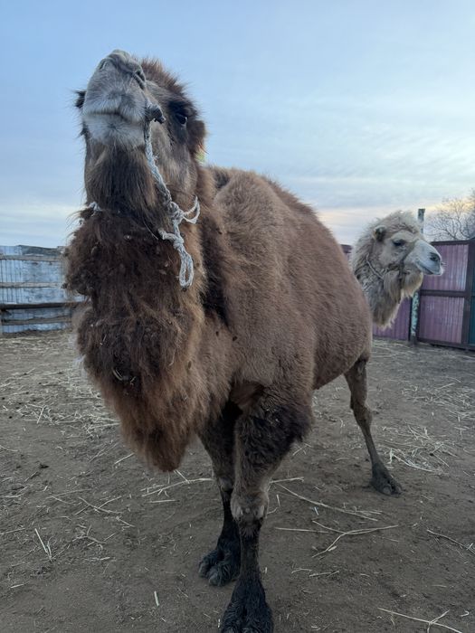 Туйе ургашы 4 туган