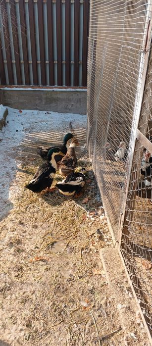 Молодые индоутки