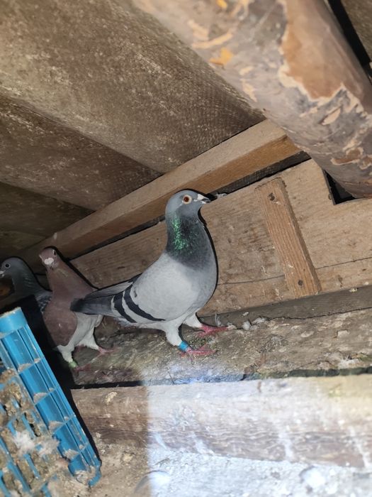 Mascul voiajor ,linii foarte bune