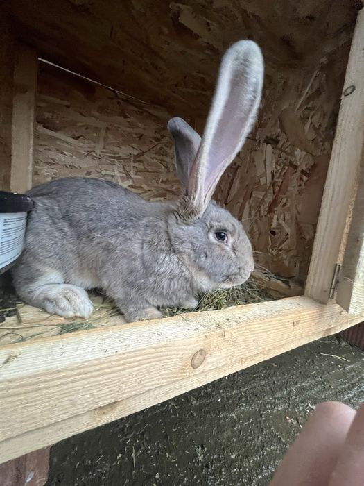 Mascul urias german.Are 1 an.