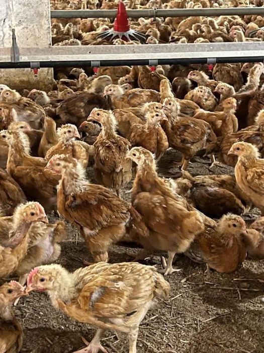 Pui alb de carne ros. 308 si rasa mixta