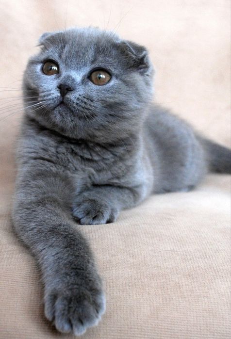 Продаётся котёнок