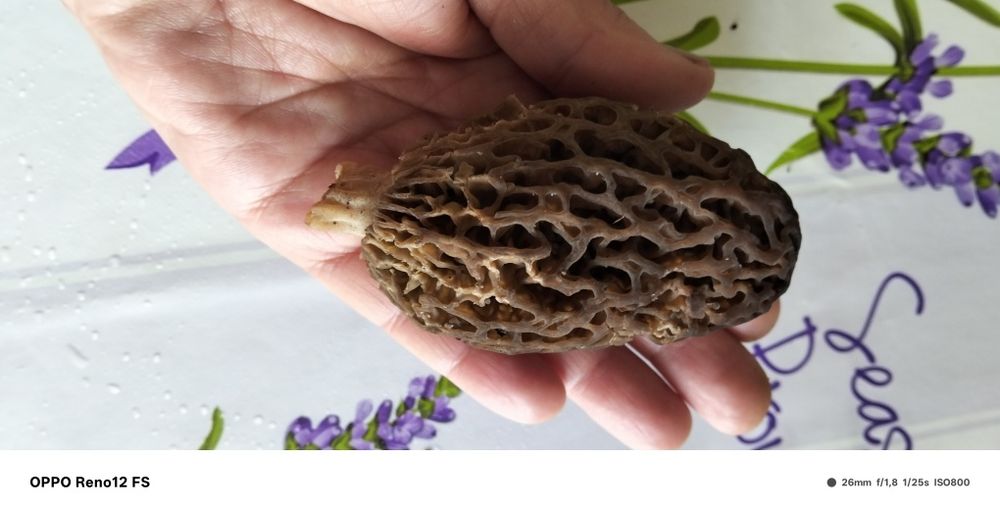 Vând zbirciogii.morchella conica