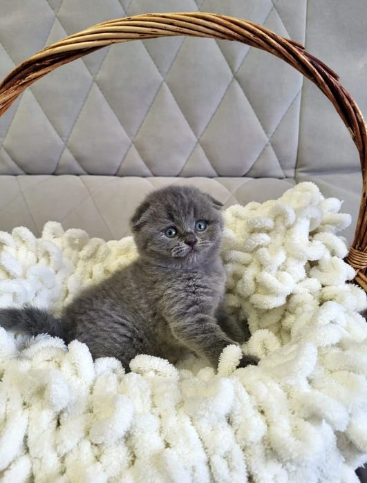 Детишки скоттиш фолдики