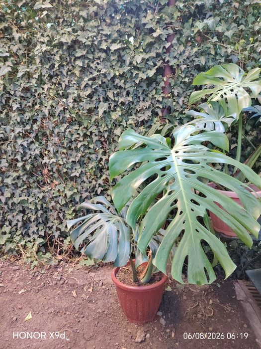 Монстера деликатесная (Monstera deliciosa)