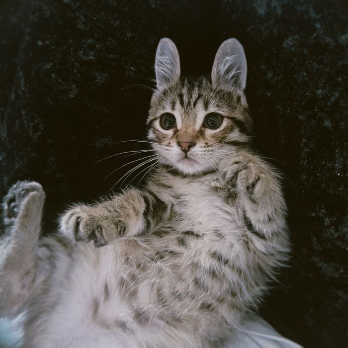 Отдам кошку в хорошие руки