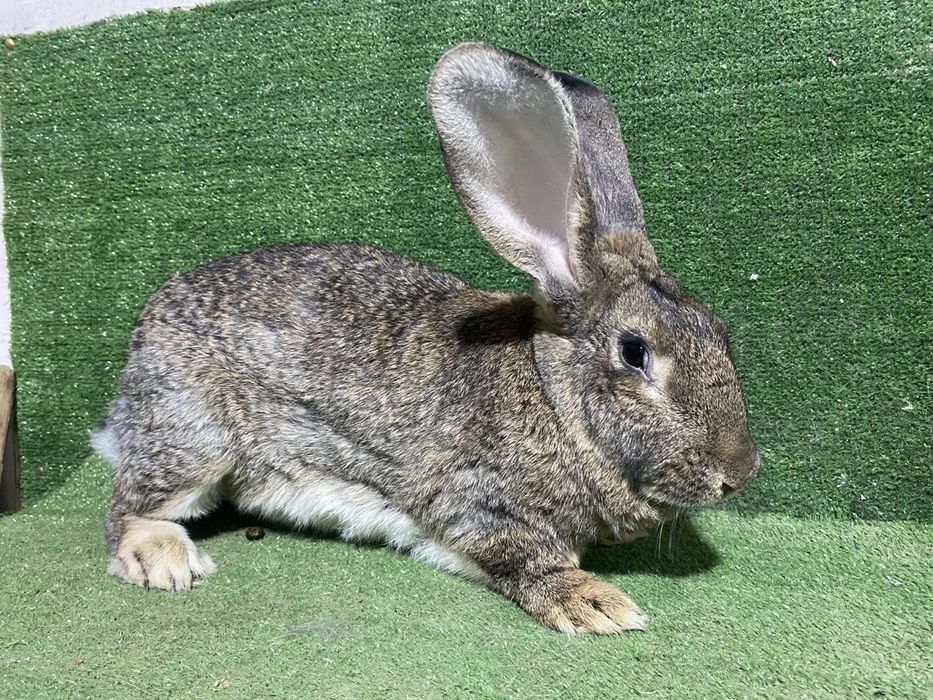 Кролики малыши великаны | Gigant quyon bolalari sotiladi