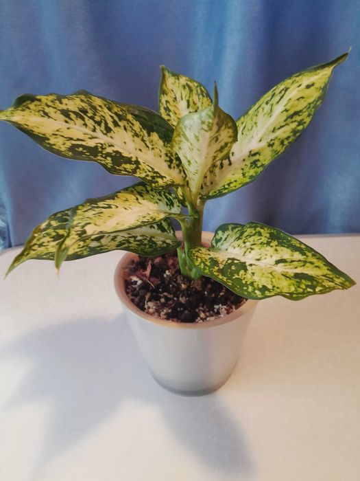 Комнатное растение - Диффенбахия Ами