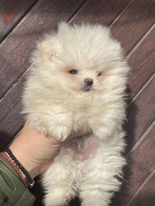 Мъжко Помртанчее