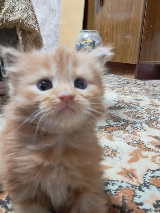 Продам котенка мейн кун.