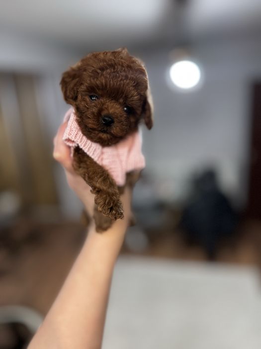 Pudel Toy - момиченце