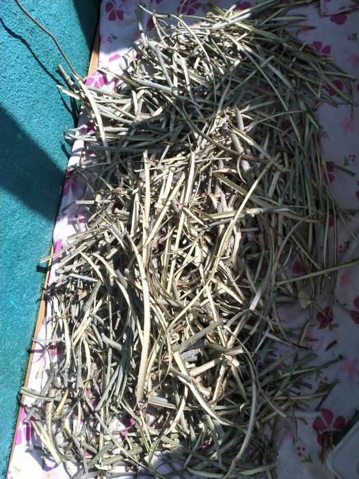 Кора осины лечебная.