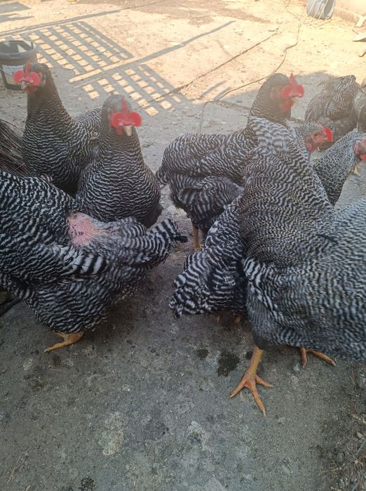 Pui de rasa araucana