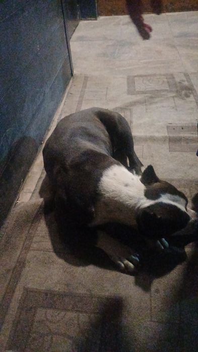 Ищем хозяев собаки , точный породы не знаем (скорее всего амстафф)