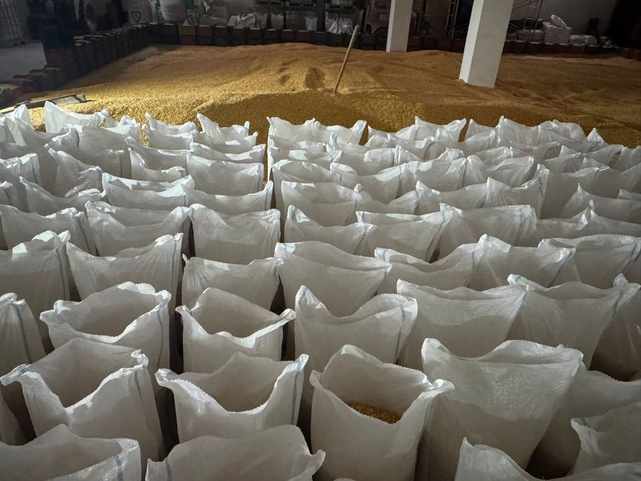 Vand porumb boabe vrac si la sac.