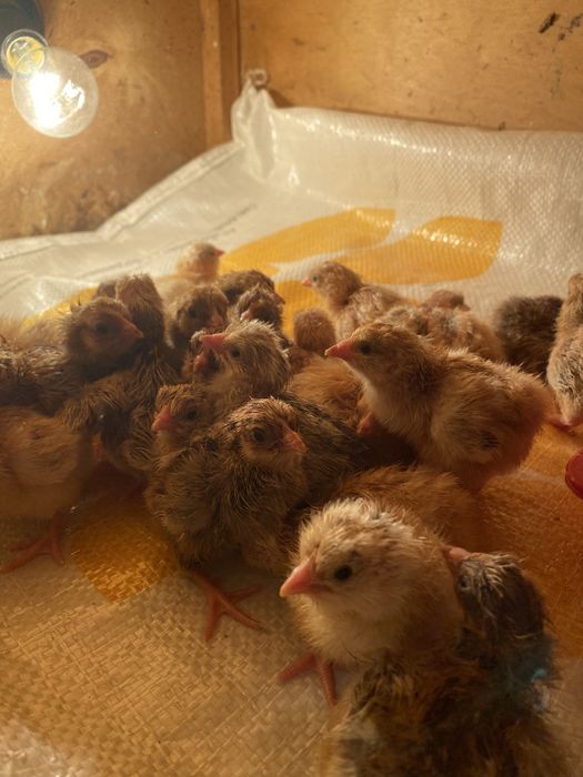 Суточные цыплята