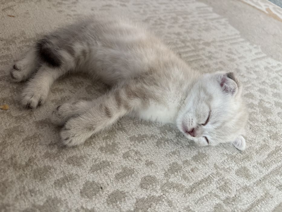 Шотландский котёнок