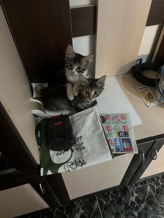 Подарявам котенца
