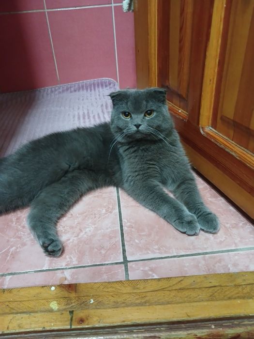 Scottish Fold sotiladi