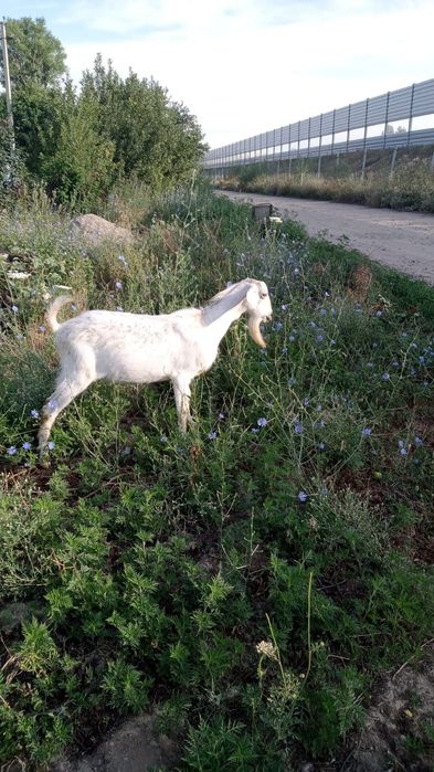 Продаётся козёл.