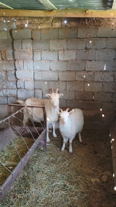 Орыс ешкі 4 теуі 250 мың Шымкент