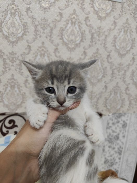 Отдам котят в добрые руки