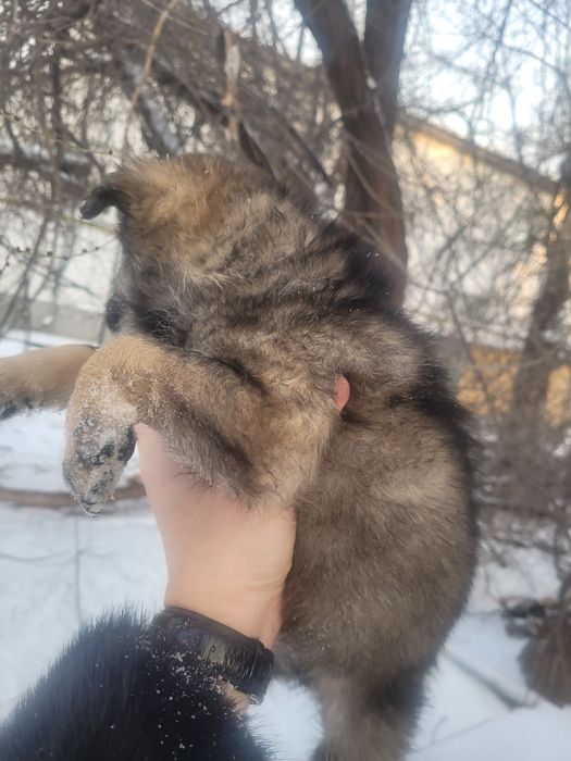 Девочки ищят дом